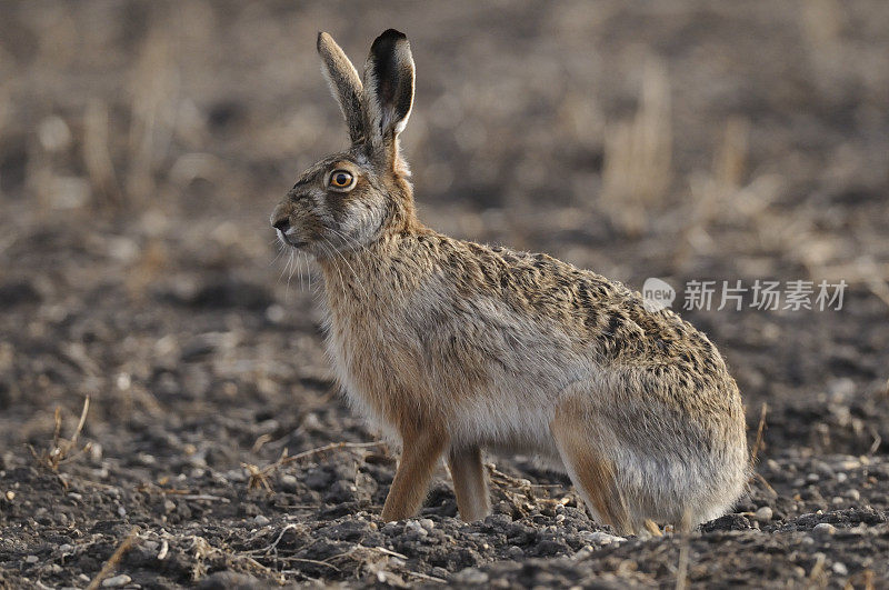 欧洲兔(Lepus europaeus)